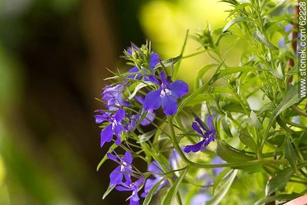 Violet lobelia - Flora - MORE IMAGES. Photo #62228