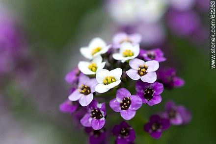 Flores de aliso violeta - Flora - IMÁGENES VARIAS. Foto No. 62263
