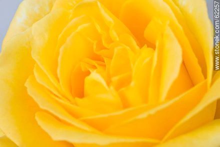 Yellow rose - Flora - MORE IMAGES. Photo #62257