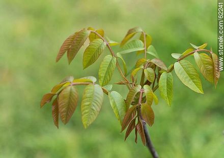 Walnut sapling - Flora - MORE IMAGES. Foto No. 62241