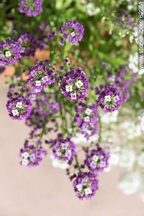 Violet Alder flowers - Flora - MORE IMAGES. Photo #62261