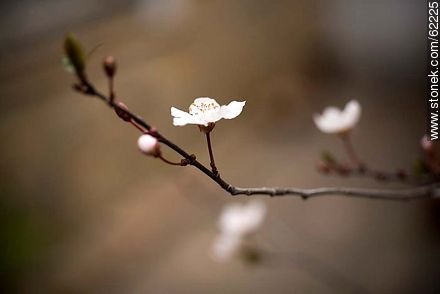 Garden plum blossom - Flora - MORE IMAGES. Photo #62225