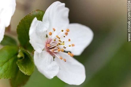 Flor del ciruelo de jardín - Flora - IMÁGENES VARIAS. Foto No. 62224