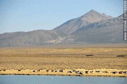 Llamas and flamingos in the Sajama Park - Bolivia - Others in SOUTH AMERICA. Foto No. 62969
