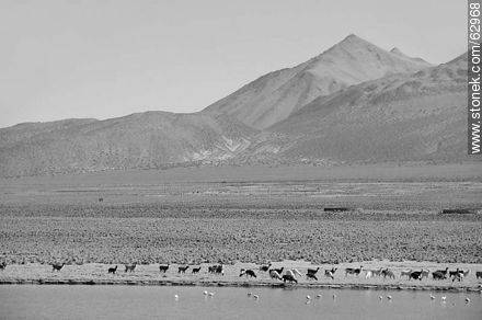Llamas and flamingos in the Sajama Park - Bolivia - Others in SOUTH AMERICA. Photo #62968