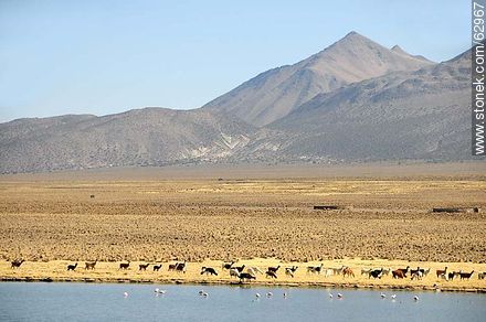 Llamas y flamencos en el Parque Sajama - Bolivia - Otros AMÉRICA del SUR. Foto No. 62967