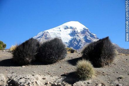 Volcán Sajama. Ichu o paja brava - Bolivia - Otros AMÉRICA del SUR. Foto No. 62955