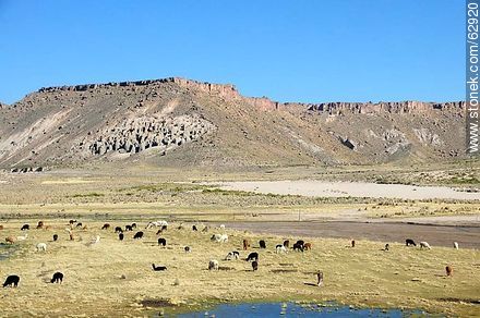 Llamas pastando al pie de las montañas - Bolivia - Otros AMÉRICA del SUR. Foto No. 62920