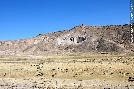 Llamas pastando al pie de las montañas - Bolivia - Otros AMÉRICA del SUR. Foto No. 62918