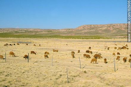 Brown llamas grazing  - Bolivia - Others in SOUTH AMERICA. Foto No. 62906