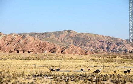Llamas and eroded geography - Bolivia - Others in SOUTH AMERICA. Photo #62907