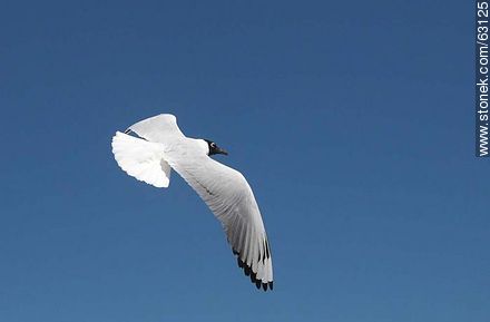 Andean Gull in flight - Fauna - MORE IMAGES. Foto No. 63125