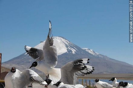 Gaviotas andinas. Volcán Parinacota - Chile - Otros AMÉRICA del SUR. Foto No. 63124