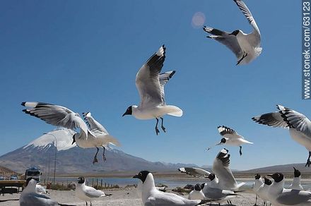 Andean gulls. Parinacota volcano - Chile - Others in SOUTH AMERICA. Photo #63123