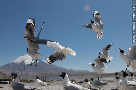 Andean gulls. Parinacota volcano - Chile - Others in SOUTH AMERICA. Photo #63122