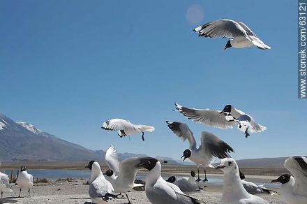 Andean gulls - Chile - Others in SOUTH AMERICA. Photo #63121
