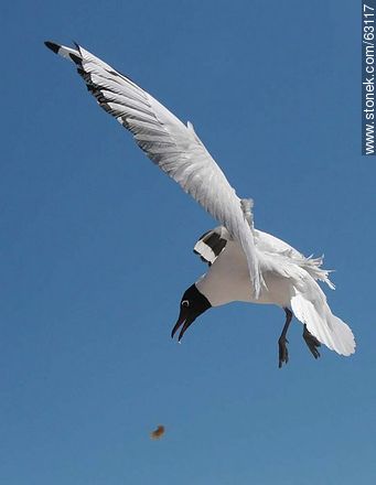 Andean Gull in flight - Chile - Others in SOUTH AMERICA. Photo #63117