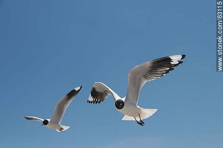 Andean Gull in flight - Chile - Others in SOUTH AMERICA. Photo #63115