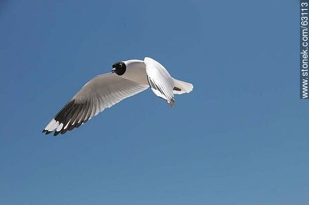 Andean Gull in flight - Chile - Others in SOUTH AMERICA. Photo #63113