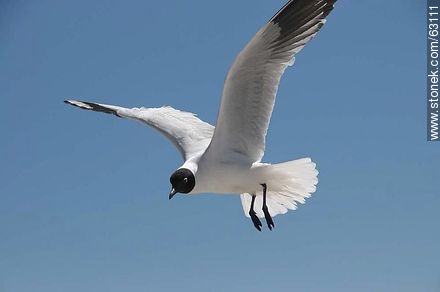 Andean Gull in flight - Chile - Others in SOUTH AMERICA. Photo #63111