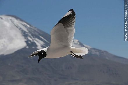 Gaviota andina en vuelo. Volcán Parinacota - Chile - Otros AMÉRICA del SUR. Foto No. 63108