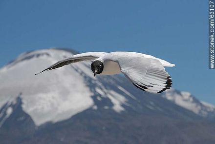 Andean gulls. Parinacota volcano - Fauna - MORE IMAGES. Foto No. 63107