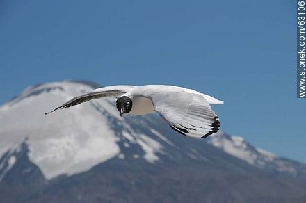 Andean gulls. Parinacota volcano - Chile - Others in SOUTH AMERICA. Photo #63106