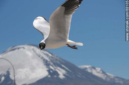 Andean gulls. Parinacota volcano - Chile - Others in SOUTH AMERICA. Photo #63105