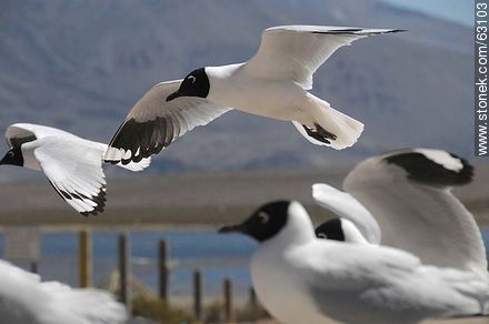 Andean gulls - Chile - Others in SOUTH AMERICA. Photo #63103