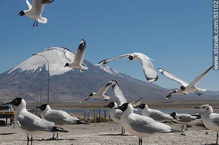 Andean gulls. Parinacota volcano - Chile - Others in SOUTH AMERICA. Photo #63102