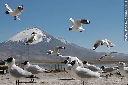 Andean gulls. Parinacota volcano - Chile - Others in SOUTH AMERICA. Photo #63101