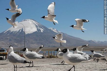 Andean gulls. Parinacota volcano - Chile - Others in SOUTH AMERICA. Photo #63100