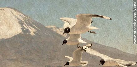 Andean gulls - Chile - Others in SOUTH AMERICA. Photo #63098