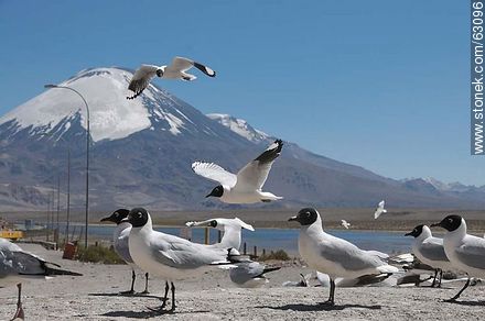 Andean gulls. Parinacota volcano - Chile - Others in SOUTH AMERICA. Photo #63096