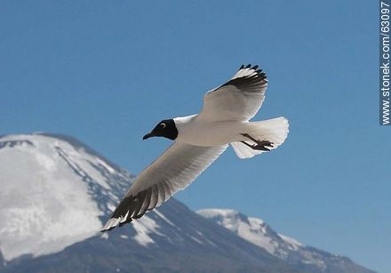 Andean gulls. Parinacota volcano - Chile - Others in SOUTH AMERICA. Photo #63097