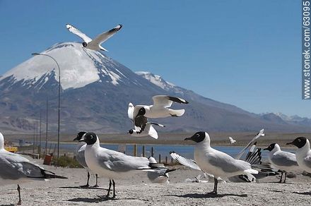 Andean gulls. Parinacota volcano - Chile - Others in SOUTH AMERICA. Photo #63095