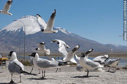 Andean gulls. Parinacota volcano - Chile - Others in SOUTH AMERICA. Photo #63094