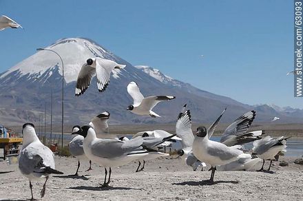 Andean gulls. Parinacota volcano - Chile - Others in SOUTH AMERICA. Photo #63093