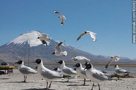 Andean gulls. Parinacota volcano - Chile - Others in SOUTH AMERICA. Photo #63092