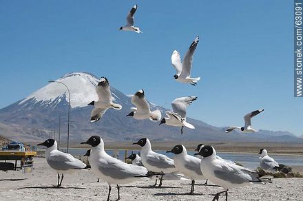 Andean gulls. Parinacota volcano - Chile - Others in SOUTH AMERICA. Photo #63091