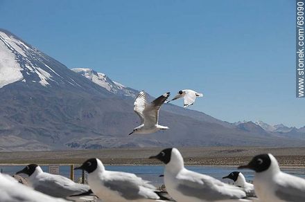 Andean gulls - Chile - Others in SOUTH AMERICA. Photo #63090