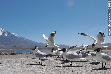 Andean gulls - Chile - Others in SOUTH AMERICA. Photo #63088