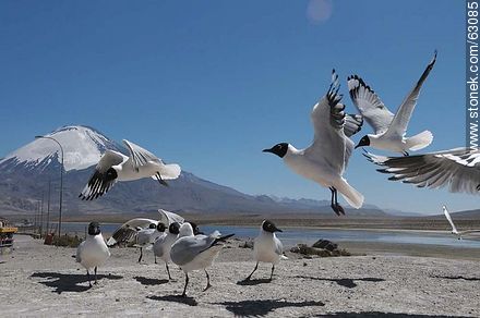Andean gulls. Parinacota volcano - Chile - Others in SOUTH AMERICA. Photo #63085