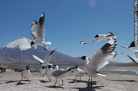 Andean gulls. Parinacota volcano - Chile - Others in SOUTH AMERICA. Photo #63084