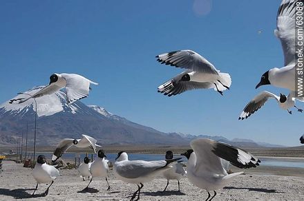Andean gulls. Parinacota volcano - Chile - Others in SOUTH AMERICA. Photo #63083