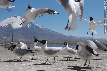 Andean gulls. Parinacota volcano - Chile - Others in SOUTH AMERICA. Photo #63082