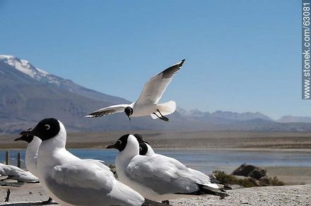 Andean gulls - Chile - Others in SOUTH AMERICA. Photo #63081