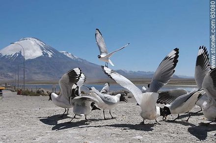 Andean gulls. Parinacota volcano - Chile - Others in SOUTH AMERICA. Photo #63080