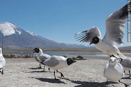 Andean gulls. Parinacota volcano - Chile - Others in SOUTH AMERICA. Photo #63079