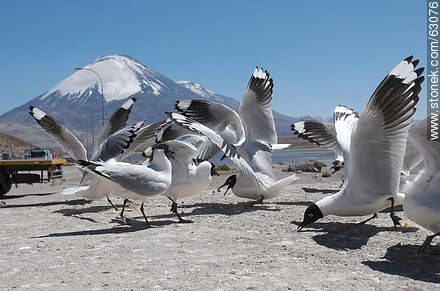 Andean gulls. Parinacota volcano - Chile - Others in SOUTH AMERICA. Photo #63076